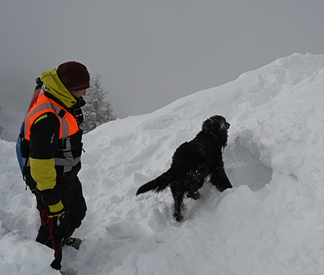 maître et chien d’avalanches en pleine recherche